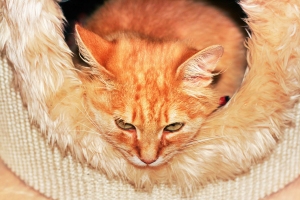 stockvault-orange-cat140083